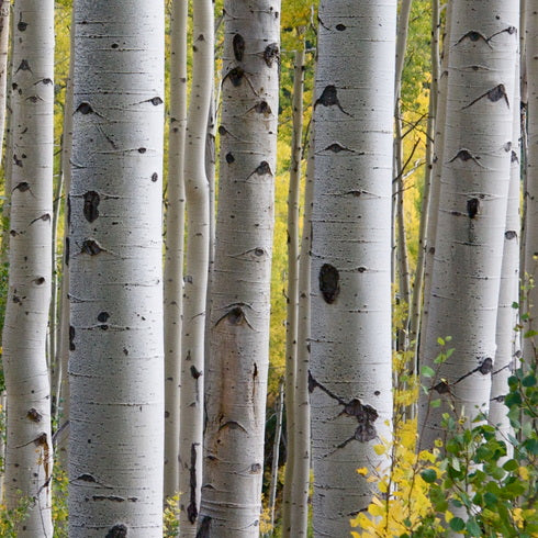 Birch trees birch forest